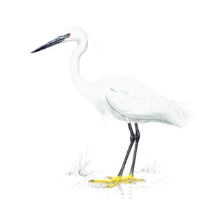 little-egret